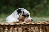 BERGER AUSTRALIEN PUPPIES 362